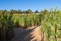 Dirt trail splitting as it heads into a corn field